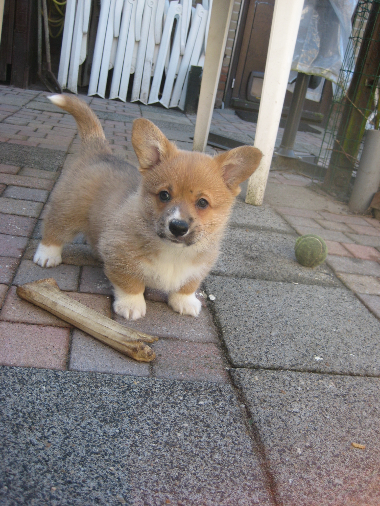 Puppy's